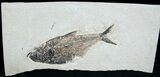 Diplomystus Fossil Fish - Utah #6910-3